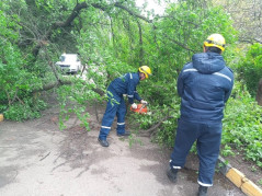 Аварийное дерево