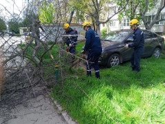 Аварийное дерево