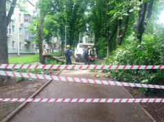 Упавшее дерево